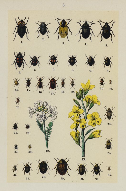 Lautas The Young Beetle-Collector