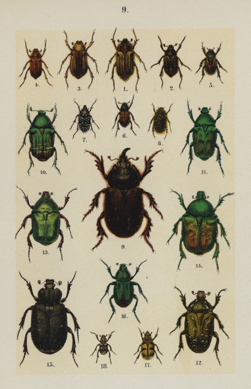 Lautas The Young Beetle-Collector