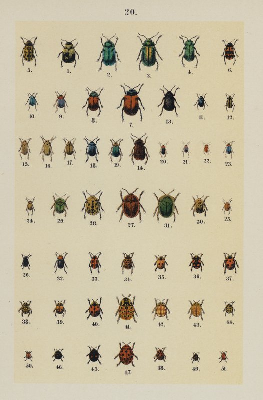 Lautas The Young Beetle-Collector