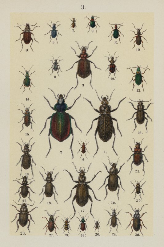 Lautas The Young Beetle-Collector
