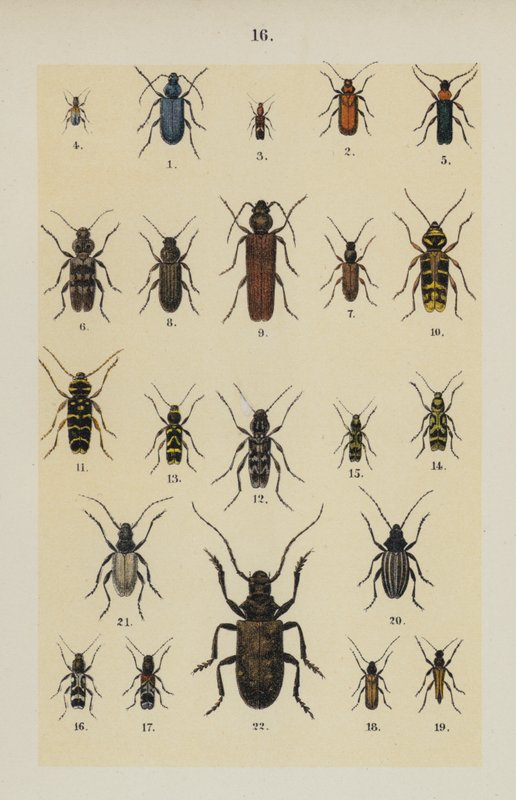 Lautas The Young Beetle-Collector