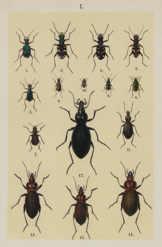 Lautas The Young Beetle-Collector