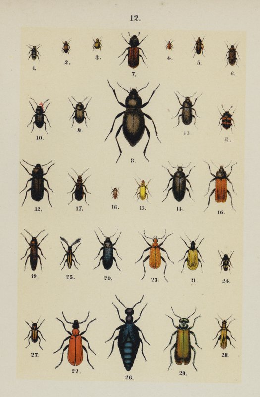 Lautas The Young Beetle-Collector