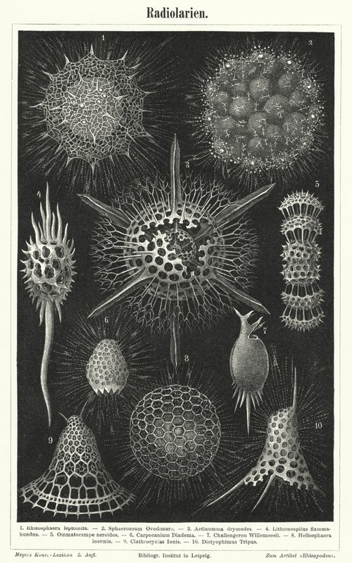 Radiolaria (kaiverrus) tekijältä German School
