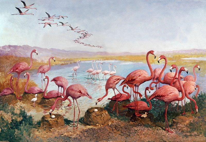 Vaaleanpunaiset flamingot tekijältä Gerritt Vandersyde