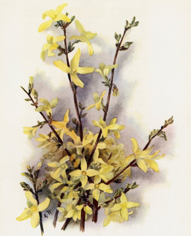 Forsythia Suspensa tekijältä Gertrude Hamilton