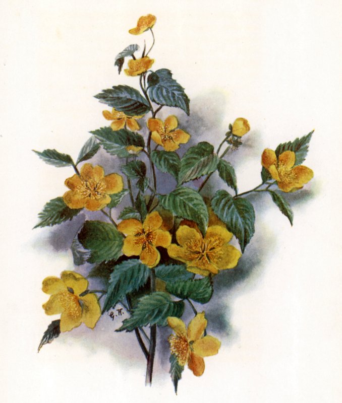 Kerria Japonica tekijältä Gertrude Hamilton