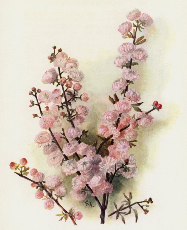 Prunus Sinensis Rosea Plena tekijältä Gertrude Hamilton