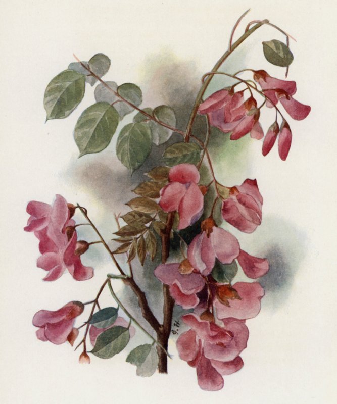 Robinia Hispida tekijältä Gertrude Hamilton
