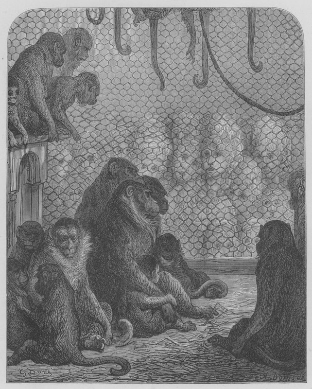 Eläintarha, Apinat tekijältä Gustave after Dore