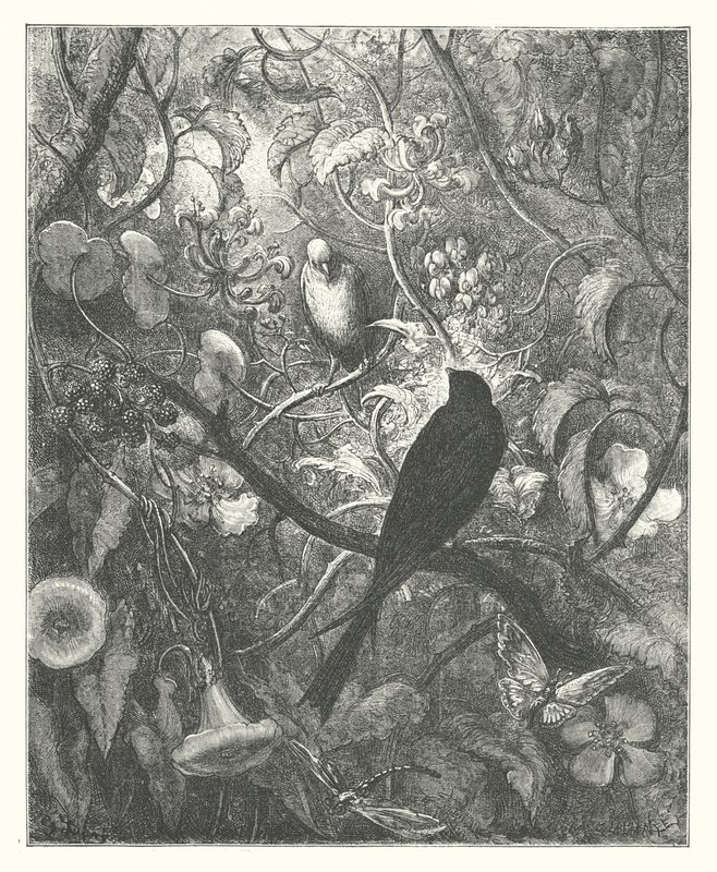 La Fontainen sadut: Philomel ja Progne (kaiverrus). tekijältä Gustave Dore