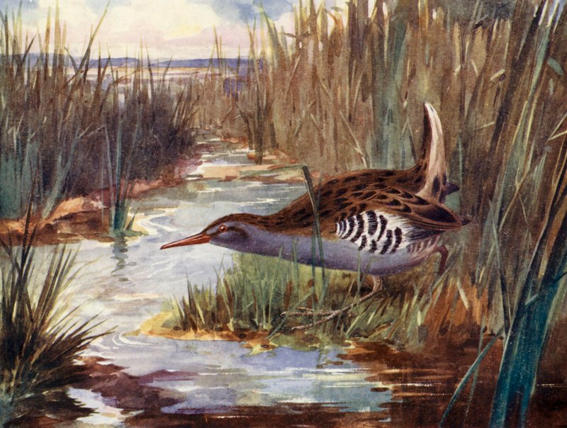 Vesikisko (värilitra) tekijältä H. Wormald