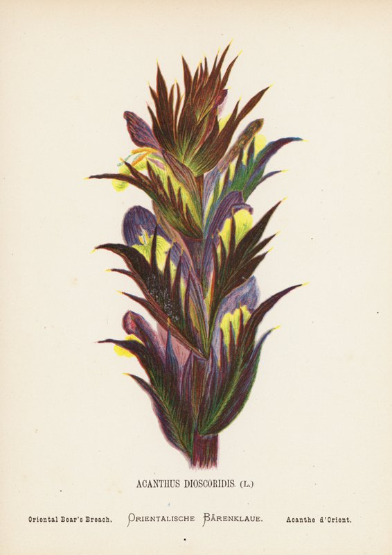 Pyhän maan luonnonvaraiset kukat: Acanthus Dioscoridis; Oriental Bear