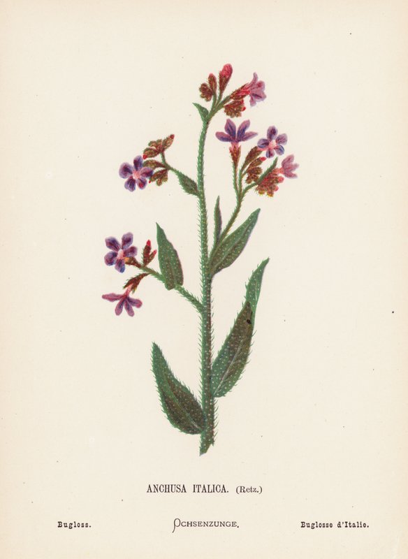 Pyhän maan luonnonvaraiset kukat: Bugloss (värillinen kaiverrus). tekijältä Hannah Zeller