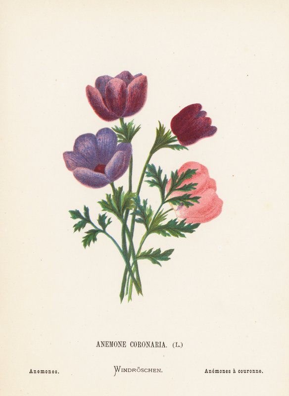 Pyhän maan luonnonvaraiset kukat: Anemone Coronaria; Anemones (värillinen kaiverrus). tekijältä Hannah Zeller