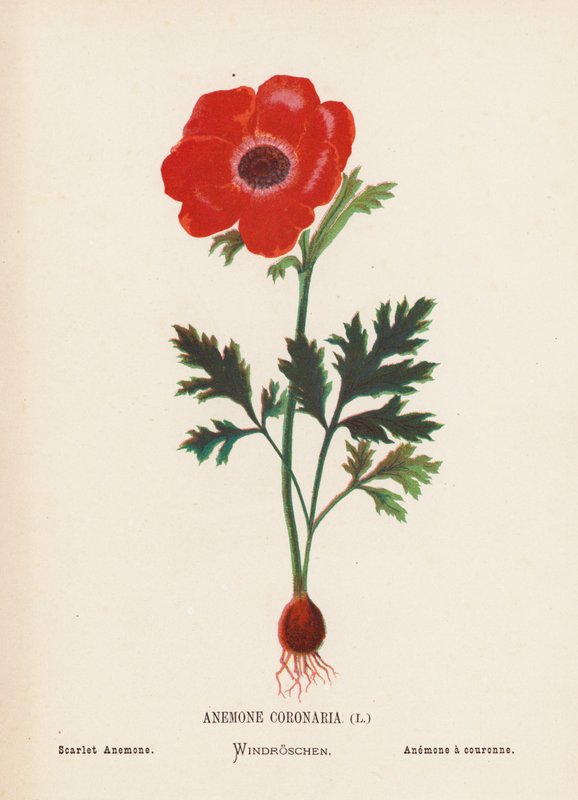 Pyhän maan luonnonvaraiset kukat: Anemone Coronaria; Scarlet Anemone (värillinen kaiverrus). tekijältä Hannah Zeller