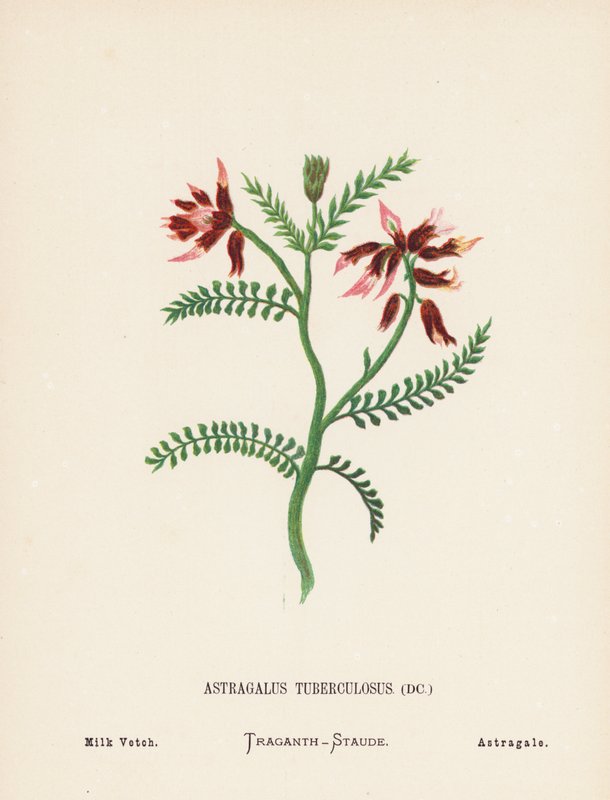 Pyhän maan luonnonvaraiset kukat: Astragalus Tuberculosus; Milk Vetch (värillinen kaiverrus). tekijältä Hannah Zeller