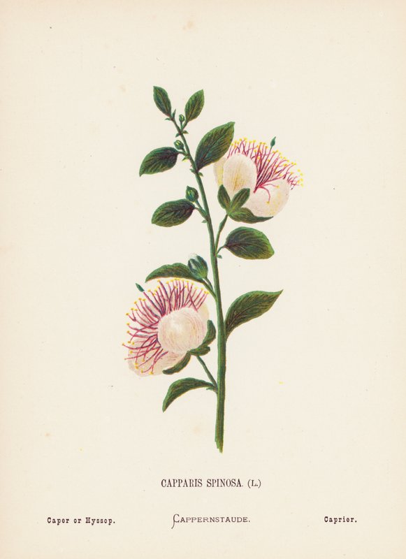 Pyhän maan luonnonvaraiset kukat: Capparis Spinosa; Caper tai Hyssop (värillinen kaiverrus). tekijältä Hannah Zeller
