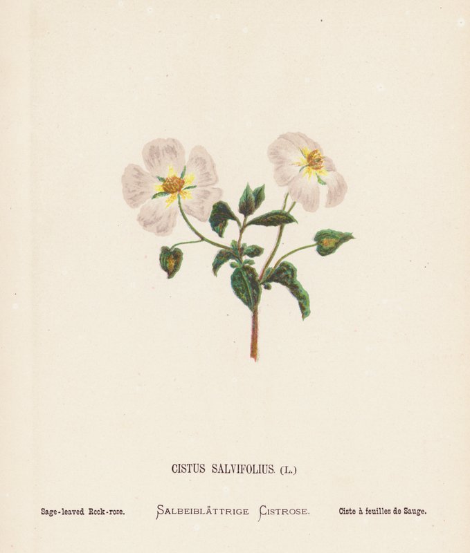 Pyhän maan luonnonvaraiset kukat: Cistus Salvifolius; Salvia-lehtinen ruusunmarja (värillinen kaiverrus). tekijältä Hannah Zeller