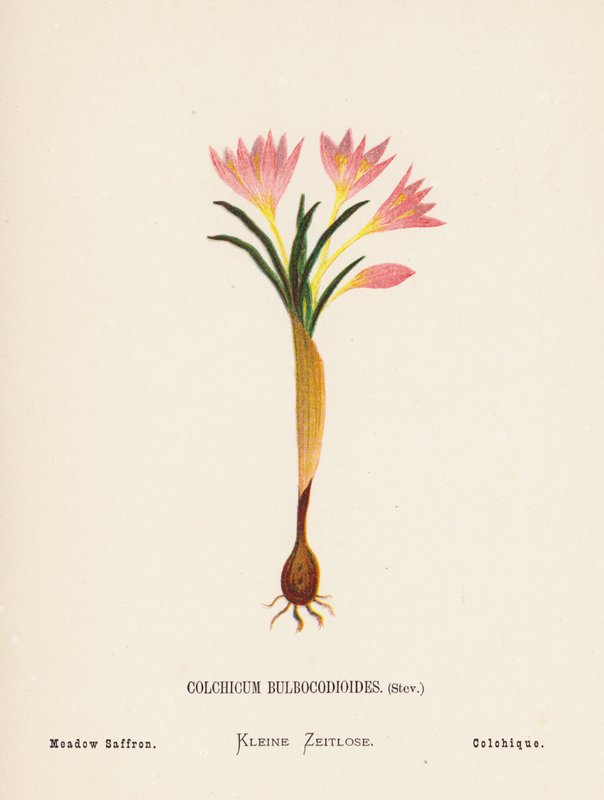 Pyhän maan luonnonvaraiset kukat: Colchicum Bulbocodioides, Stev; Niittysahrami (värillinen kaiverrus). tekijältä Hannah Zeller