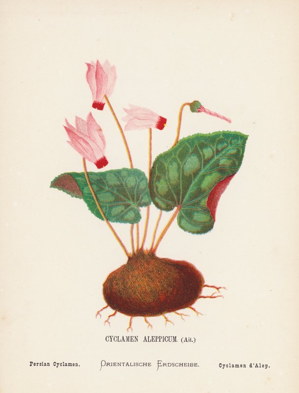 Pyhän maan luonnonvaraiset kukat: Cyclamen Aleppicum, Ait; Persian Cyclamen (värillinen kaiverrus). tekijältä Hannah Zeller