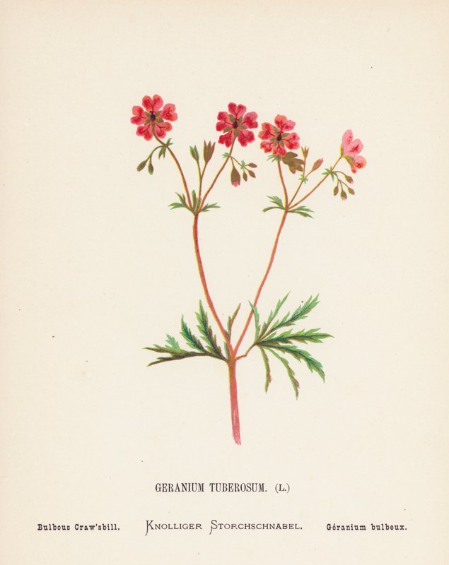 Pyhän maan luonnonvaraiset kukat: Geranium Tuberosum; Bulbous Craw