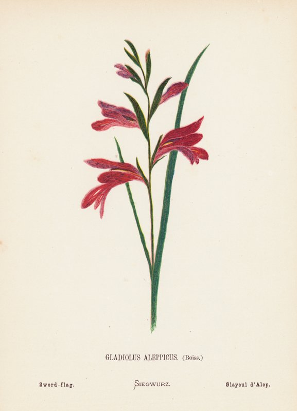 Pyhän maan luonnonvaraiset kukat: Gladiolus Aleppicus, Boiss; Miekkalippu (värillinen kaiverrus). tekijältä Hannah Zeller