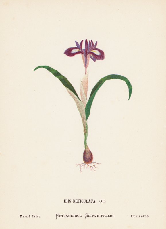 Pyhän maan luonnonvaraiset kukat: Iris Reticulata; kääpiö-iris (värillinen kaiverrus). tekijältä Hannah Zeller
