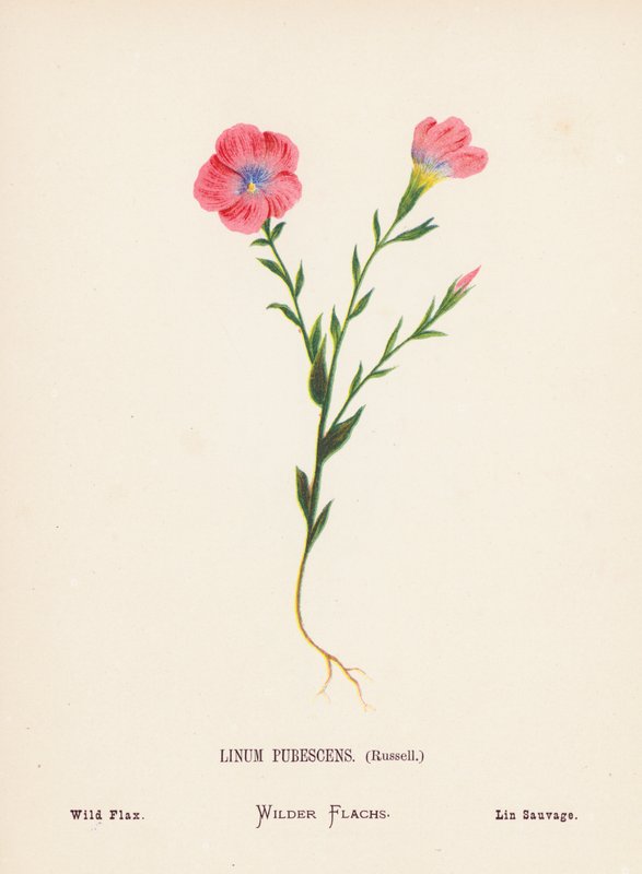 Pyhän maan luonnonvaraiset kukat: Linum Pubescens, Russell; villipellava (värillinen kaiverrus). tekijältä Hannah Zeller