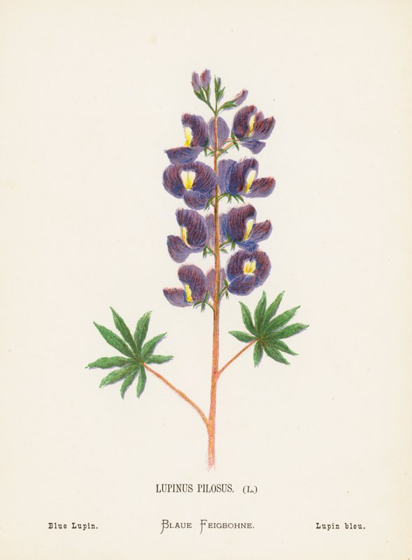 Pyhän maan luonnonvaraiset kukat: Lupinus Pilosus; sininen lupiini (värillinen kaiverrus). tekijältä Hannah Zeller