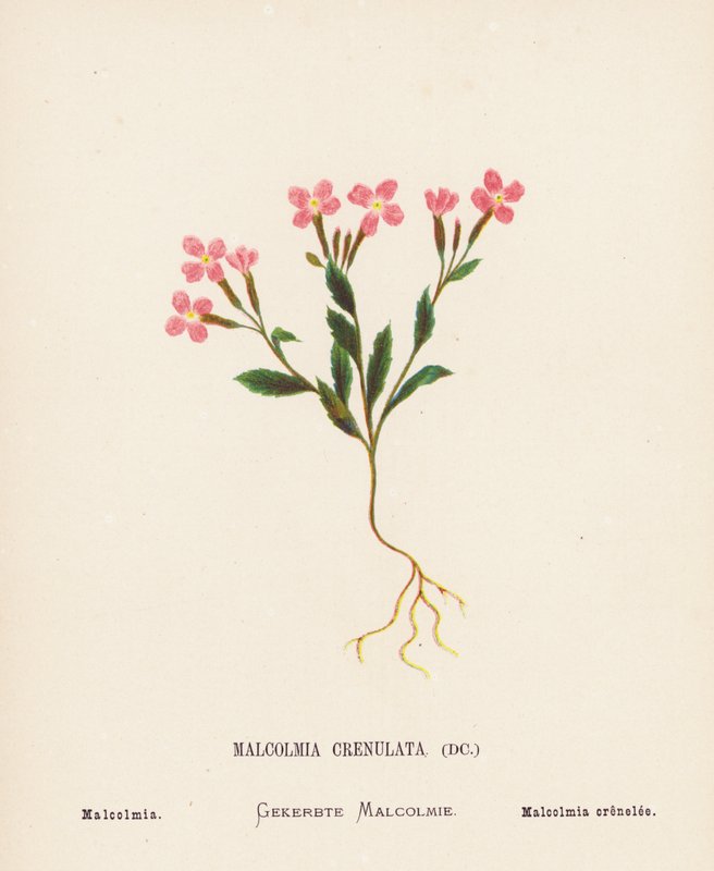 Pyhän maan luonnonvaraiset kukat: Malcolmia Crenulata; Malcolmia (värillinen kaiverrus). tekijältä Hannah Zeller