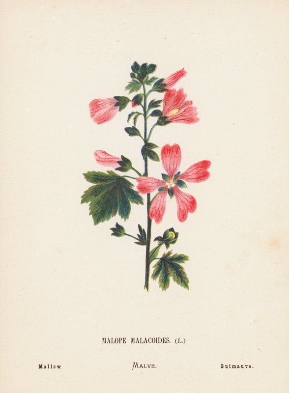 Pyhän maan luonnonvaraiset kukat: Malope Malacoides; Malva (värillinen kaiverrus). tekijältä Hannah Zeller