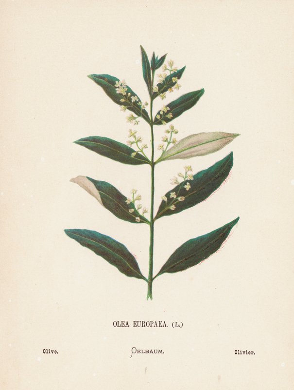 Pyhän maan luonnonvaraiset kukat: Olea Europaea; Olive (värillinen kaiverrus). tekijältä Hannah Zeller
