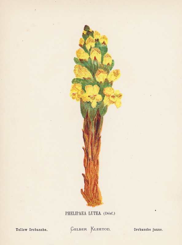 Pyhän maan luonnonvaraiset kukat: Phelipaea Lutea, Desf; Yellow Orobanche (värillinen kaiverrus). tekijältä Hannah Zeller