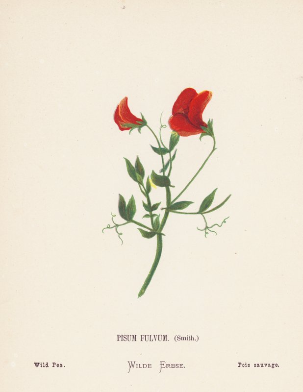 Pyhän maan luonnonvaraiset kukat: Pisum Fulvum, Smith; Wild Pea (värillinen kaiverrus). tekijältä Hannah Zeller
