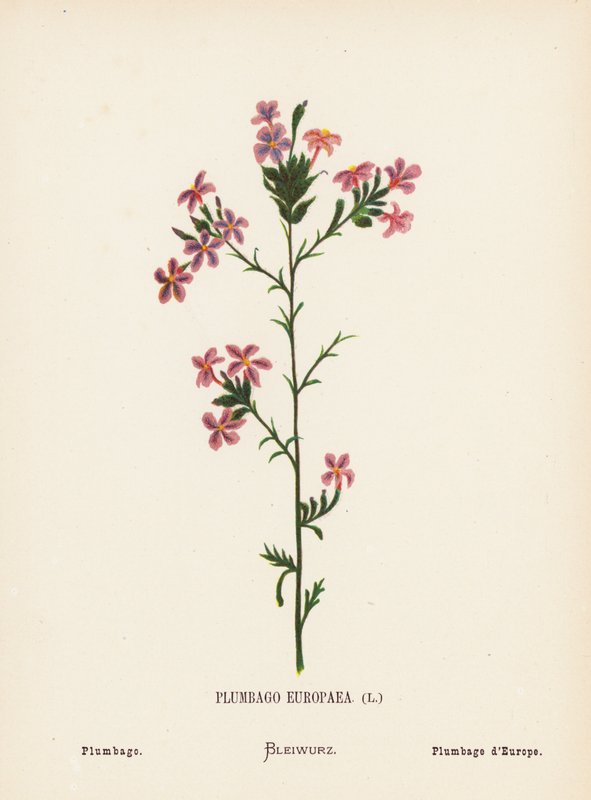 Pyhän maan luonnonvaraiset kukat: Plumbago Europaea; Plumbago (värillinen kaiverrus). tekijältä Hannah Zeller