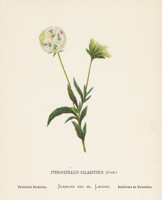 Pyhän maan luonnonvaraiset kukat: Pterocephalus Palaestinus, Coult; Palestine Scabious (värillinen kaiverrus). tekijältä Hannah Zeller