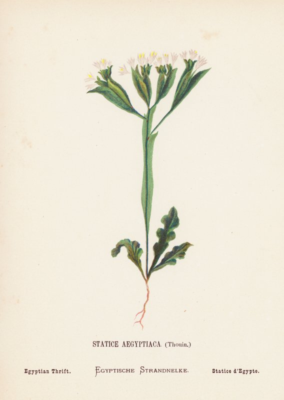 Pyhän maan luonnonvaraiset kukat: Statice Aegyptiaca, Thouin; Egyptiläinen säästäväisyys (värillinen kaiverrus): Statice Aegyptiaca, Thouin; Egyptian Thrift (värillinen kaiverrus). tekijältä Hannah Zeller