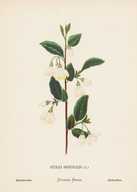 Pyhän maan luonnonvaraiset kukat: Styrax Officinalis; Storax-puu (värillinen kaiverrus). tekijältä Hannah Zeller