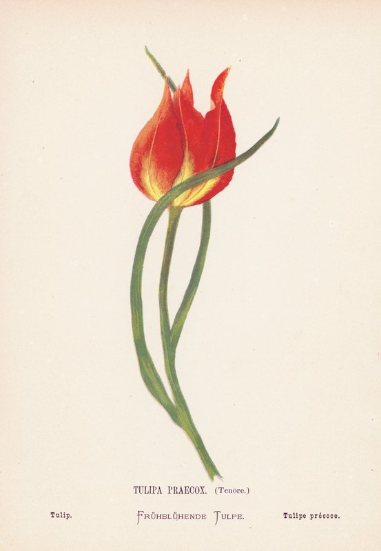 Pyhän maan luonnonvaraiset kukat: Tulipa Praecox, Tenore; Tulip (värillinen kaiverrus). tekijältä Hannah Zeller