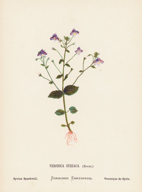 Pyhän maan luonnonvaraiset kukat: Veronica Syriaca, Roem; Syrian Speedwell (värillinen kaiverrus). tekijältä Hannah Zeller