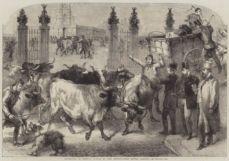 Ulkomaalaisten nautaeläinten tarkastus Metropolitan Cattle Marketissa tekijältä Harden Sidney Melville
