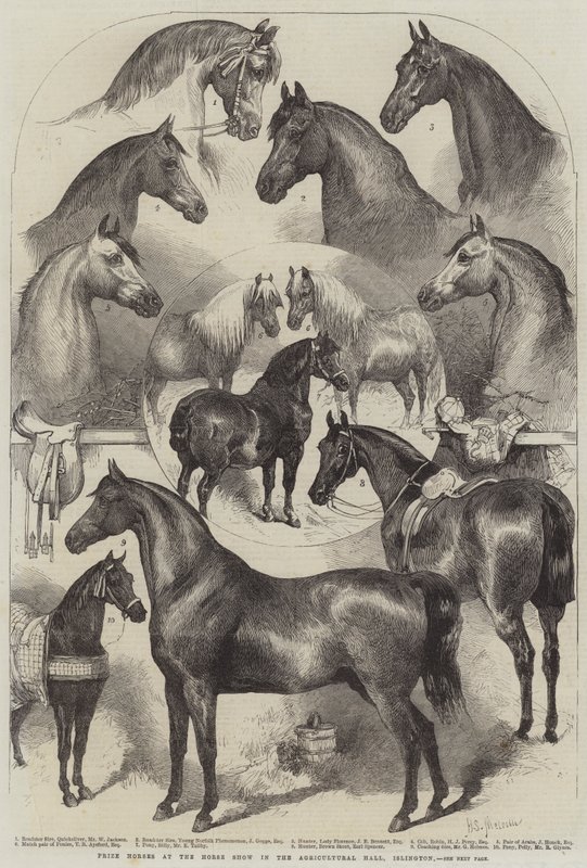Palkintohevoset hevosnäyttelyssä Agricultural Hallissa, Islingtonissa. tekijältä Harden Sidney Melville