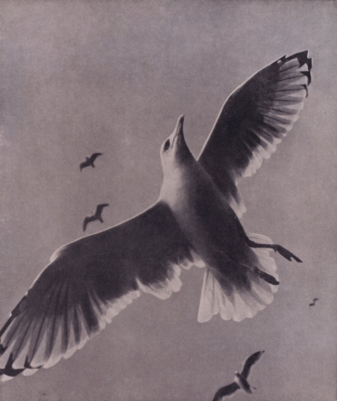 Nopea ja ylevä, Meredith (m/w kuva) tekijältä Harold Burdekin