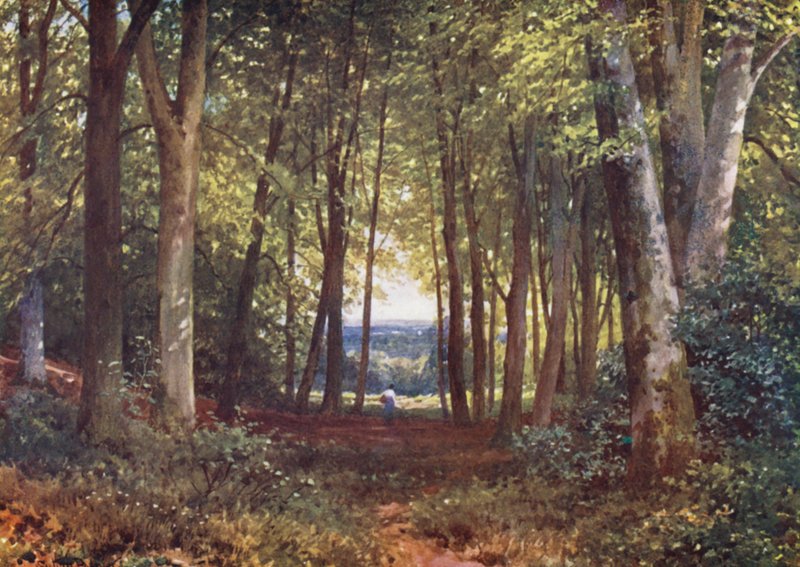 Deer-Leap Wood, Wotton (värilitro) tekijältä Harold Sutton Palmer