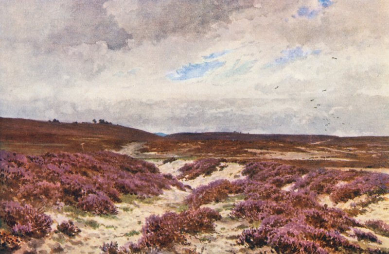 Frensham Common (värilitro) tekijältä Harold Sutton Palmer