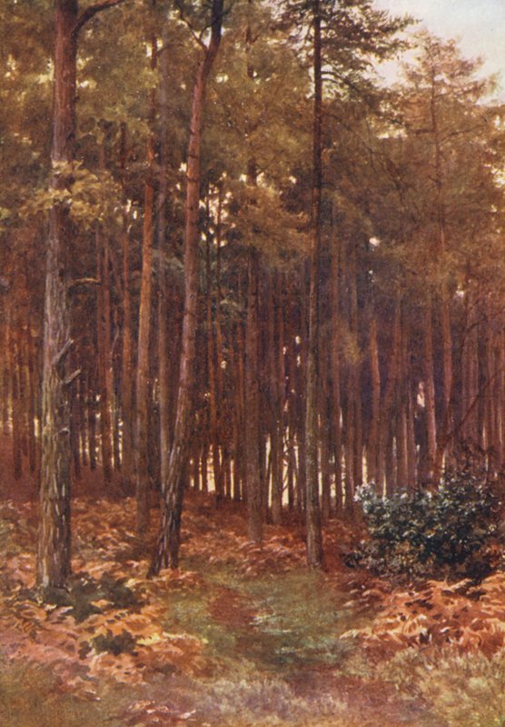 The Depths of a Fir Wood, Ripley (värilitografia) tekijältä Harold Sutton Palmer