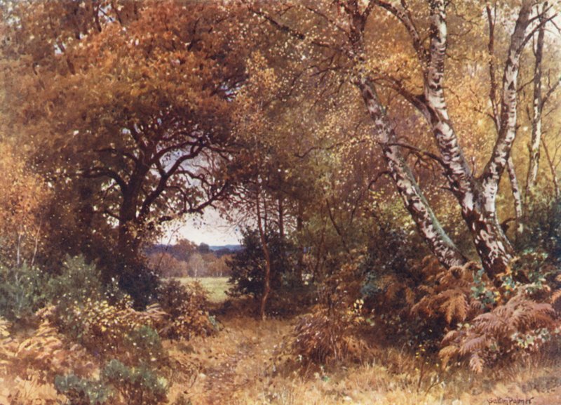 The Edge of a Wood, Royal Common (värilitro) tekijältä Harold Sutton Palmer