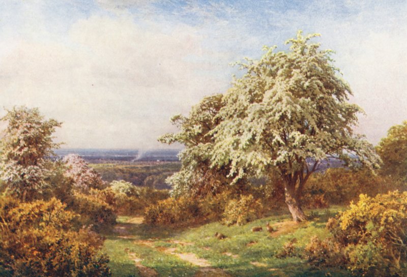 Kevään ylpeys, Newlands Corner (värilitro) tekijältä Harold Sutton Palmer
