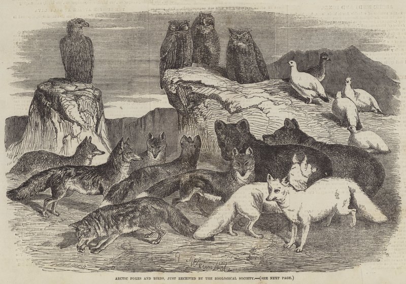 Arctic Foxes and Birds, Zoological Societyn juuri vastaanottama tekijältä Harrison William Weir